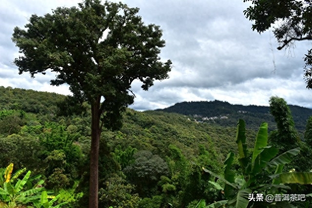 景迈山产什么茶？不止有普洱茶-小南北茶评