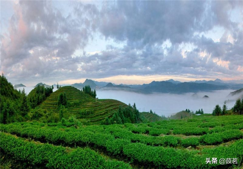 青茶（乌龙茶）哭了：大红袍是红茶？铁观音属于绿茶么？-小南北茶评