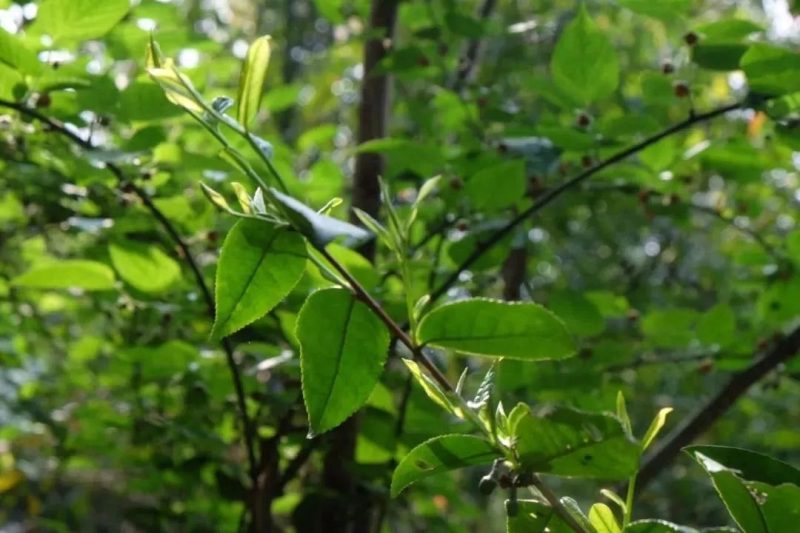 秋天喝普洱茶生茶好还是熟茶好?哪个对身体好 ?-小南北茶评