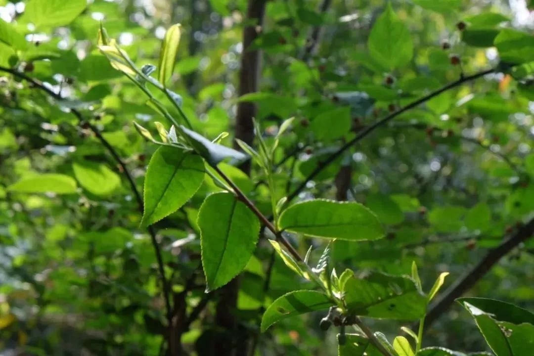 秋天喝普洱茶生茶好还是熟茶好？哪个对身体好 ？-小南北茶评
