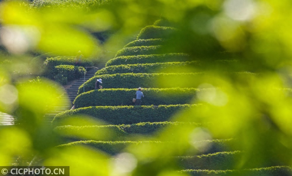 湖北竹山县产什么茶？ 红茶飘香-小南北茶评