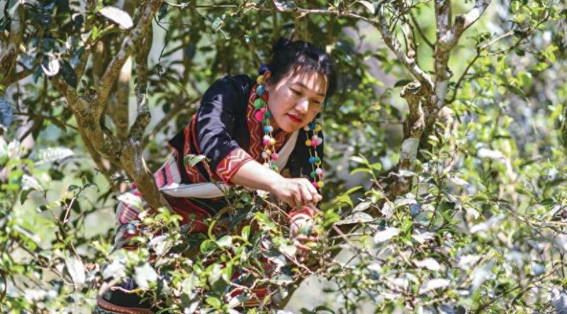 古树茶 价格 ,普洱茶春茶预报价来了-小南北茶评