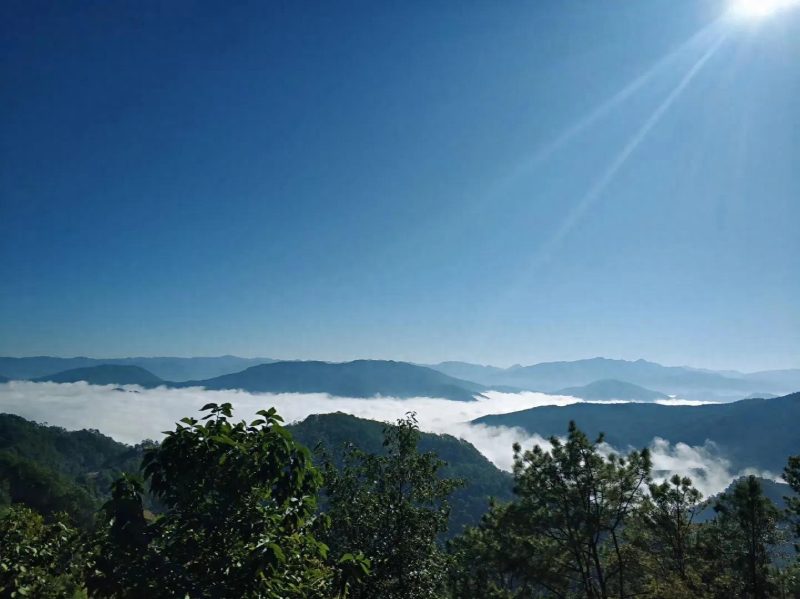 普洱茶——蜜香金螺-小南北茶评