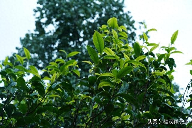 古树老茶是什么茶种 ？为什么说古树茶是普洱茶中的天花板？-小南北茶评