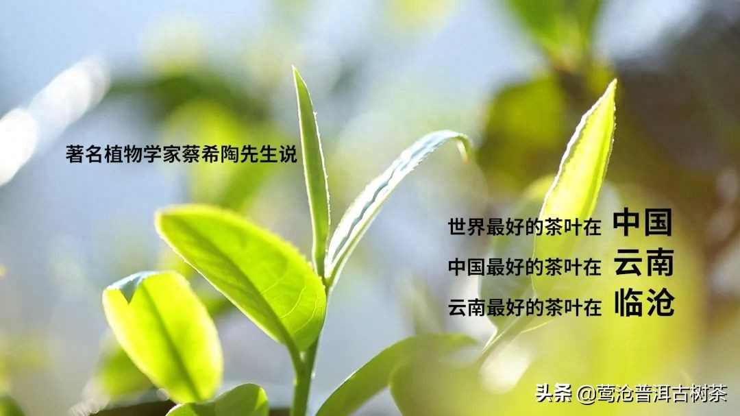 云南最好的普洱茶叶 在临沧,每三杯普洱茶中,就有一杯来自临沧-小南北茶评