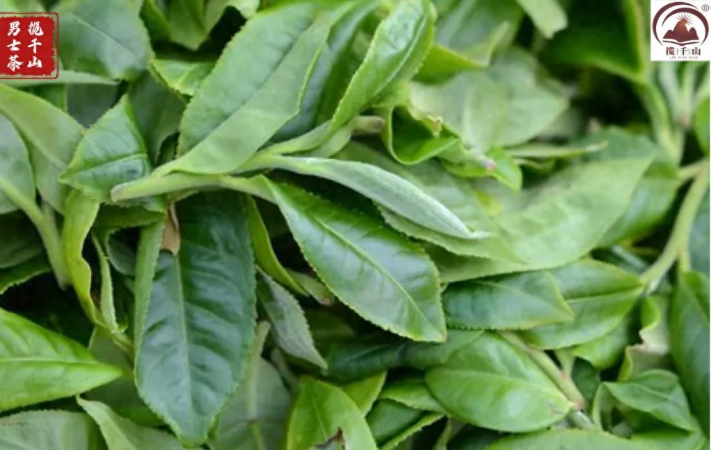 独特的普洱小叶种茶,古茶山倚邦-小南北茶评