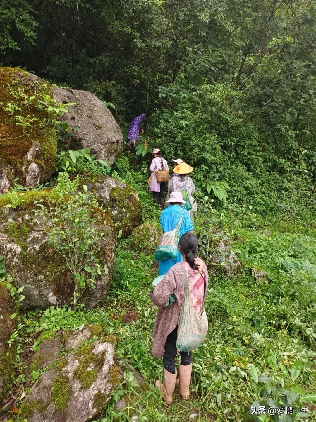 普洱茶产地介绍(普洱茶的四大产区、十四大名山、十大名寨)-小南北茶评