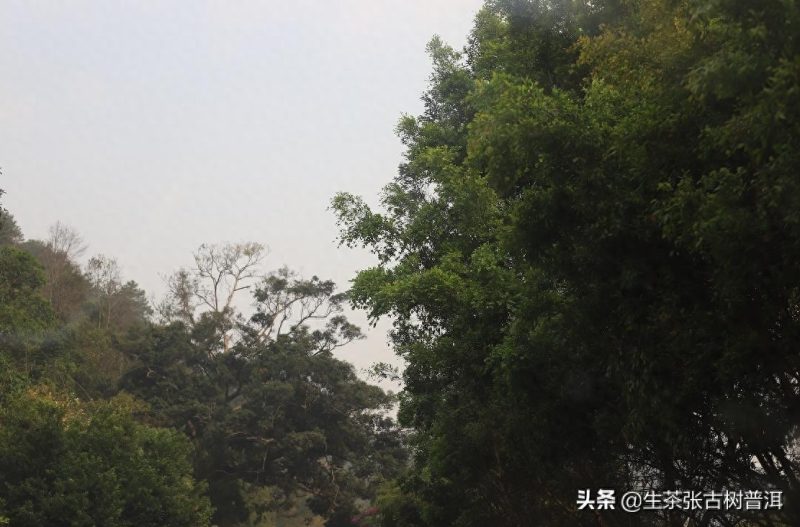 普洱茶的三大茶区著名山头有哪些代表性普洱茶？-小南北茶评