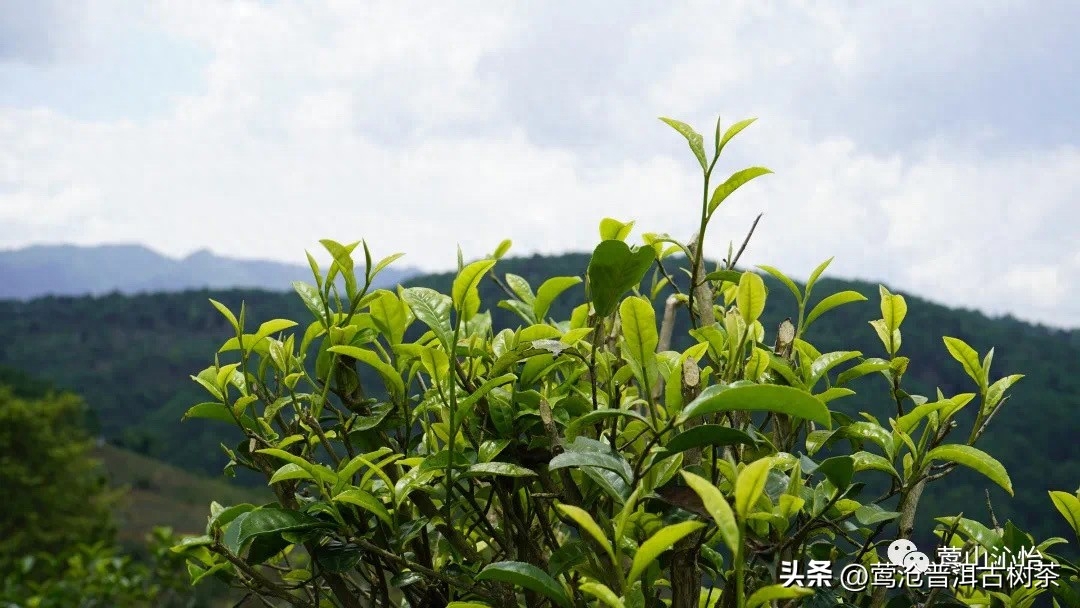 什么样的普洱茶才是好茶？好茶的标准依据又是什么？-小南北茶评