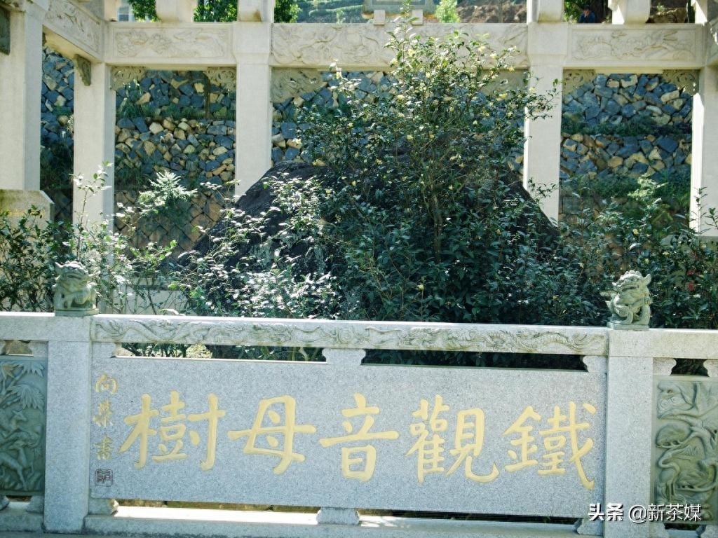 铁观音生茶? 不止普洱茶，原来铁观音也有“生茶”和“熟茶”-小南北茶评