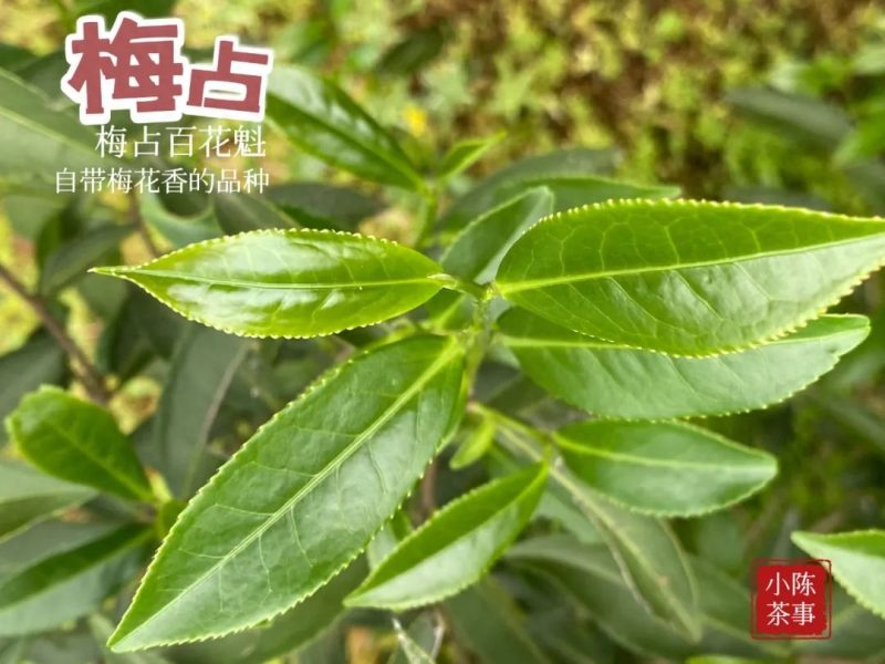 梅占芽属于什么茶 ?梅占是绿茶、红茶?还是乌龙茶?-小南北茶评