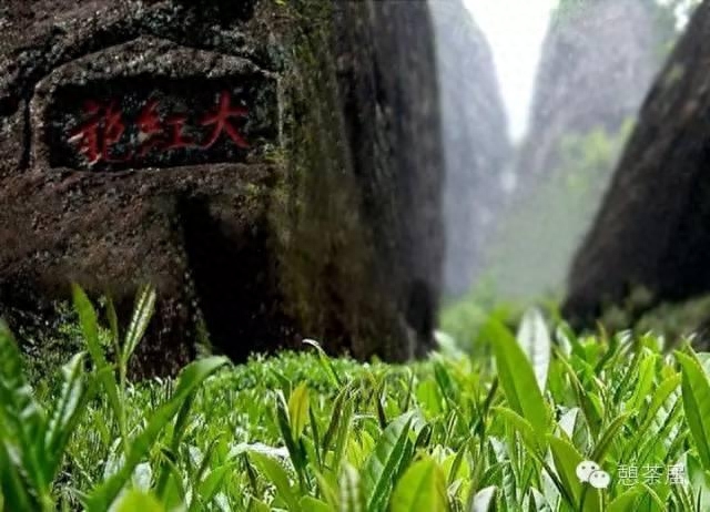 除了武夷山红茶岩茶，福建还有哪些名茶，你们知道吗-小南北茶评