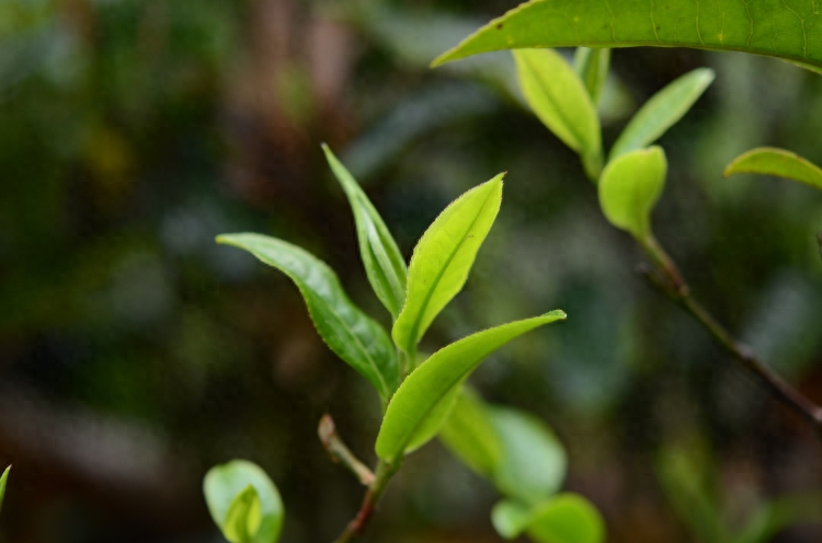 普洱春茶和秋茶的区别在哪里？-小南北茶评
