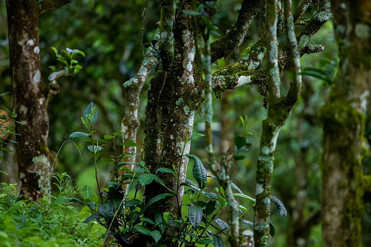 「普洱杂谈」什么茶才能叫做普耳茶 ?-小南北茶评