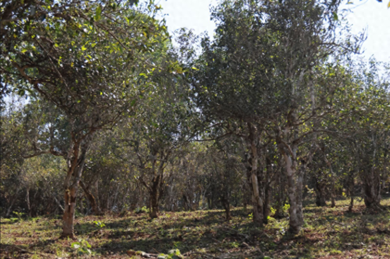 2023年冰岛普洱茶多少钱一斤？冰岛古树茶多少钱一斤 ？-小南北茶评