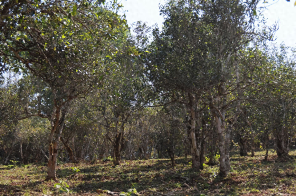 2023年冰岛普洱茶多少钱一斤?冰岛古树茶多少钱一斤 ?-小南北茶评