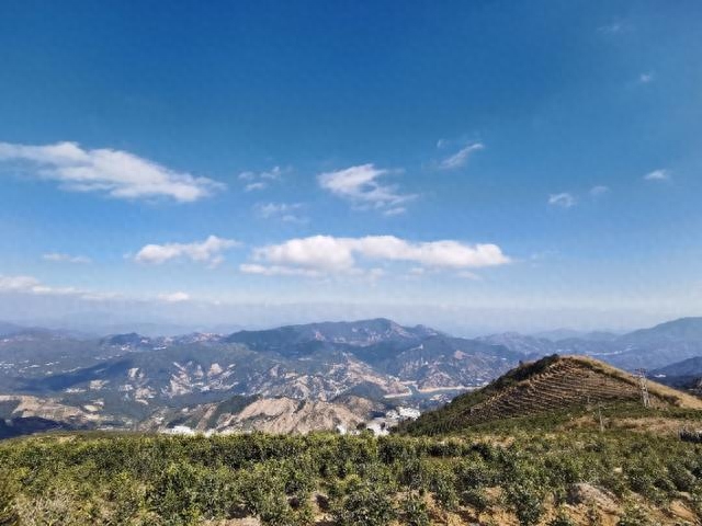 凤凰单丛茶特点与铁观音普洱等区别-小南北茶评