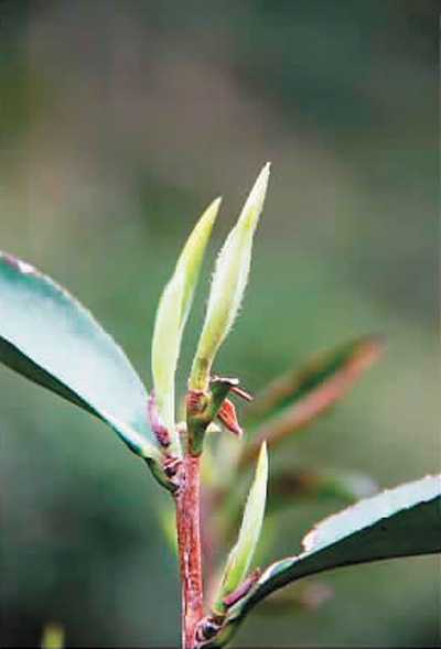 福建红茶茶叶,为了那片“中国红”-小南北茶评