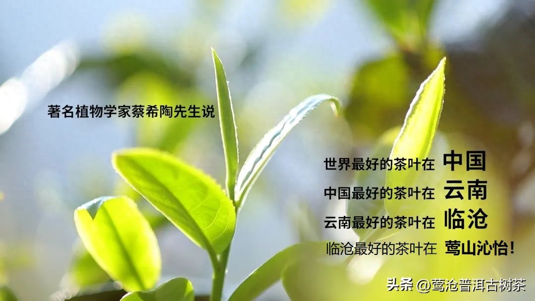 普洱茶怎么区分好坏？我们一直在强调体感，胜过闻杯香看汤色-小南北茶评