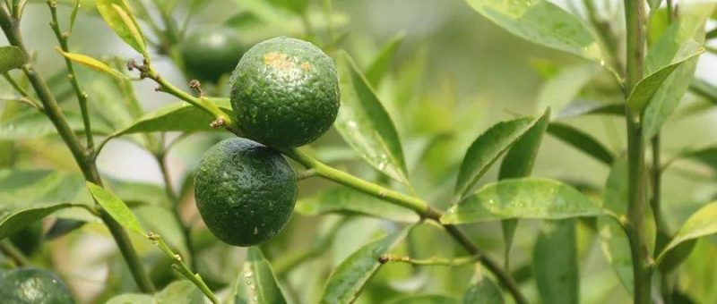 小青柑普洱茶的功效与作用（小青柑最突出的三大作用）-小南北茶评