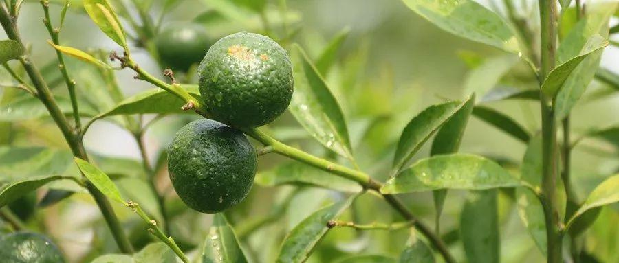 小青柑普洱茶的功效与作用（小青柑最突出的三大作用）-小南北茶评