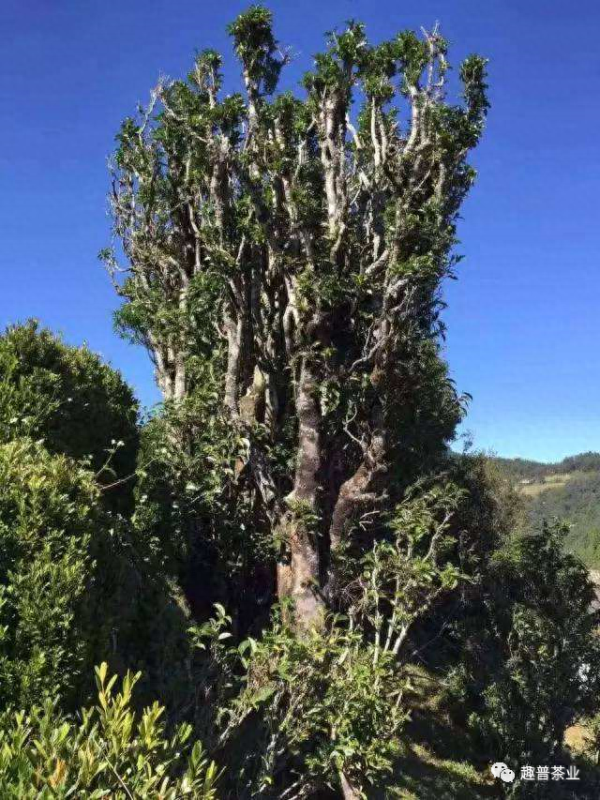 趣普|普洱茶四大产区之“保山茶区”~-小南北茶评