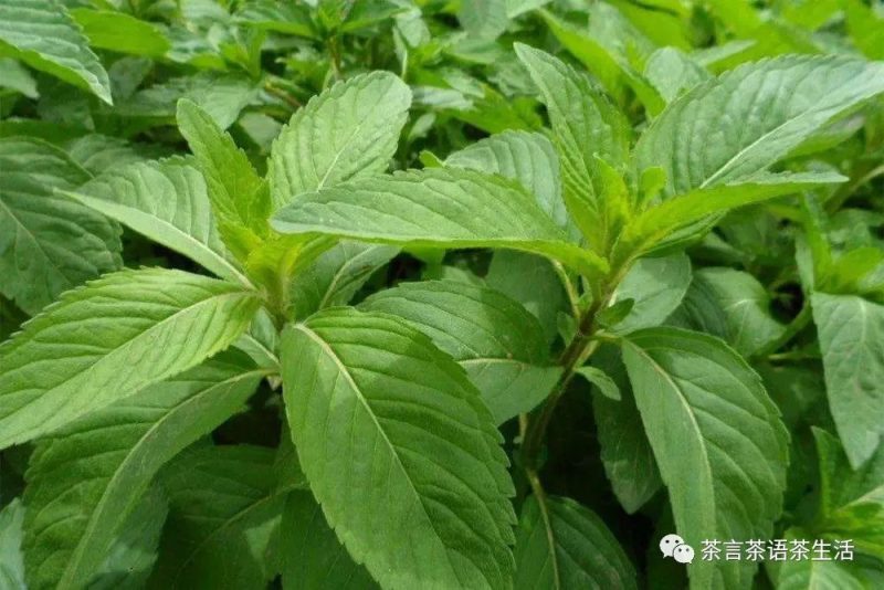 糯米香普洱茶为什么要谨慎喝-小南北茶评