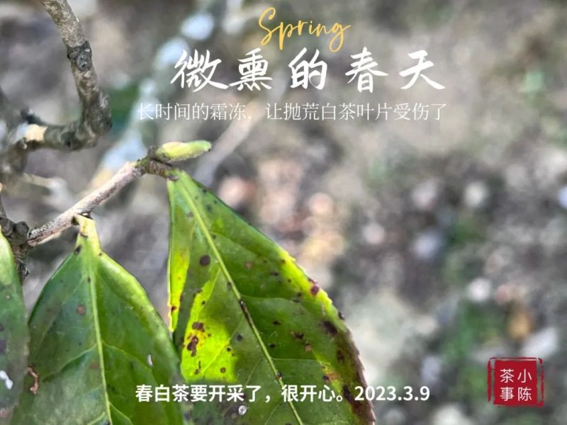 绿茶、红茶、白茶、花茶、黑茶,喝什么茶需要洗茶?哪些可以不用洗?-小南北茶评