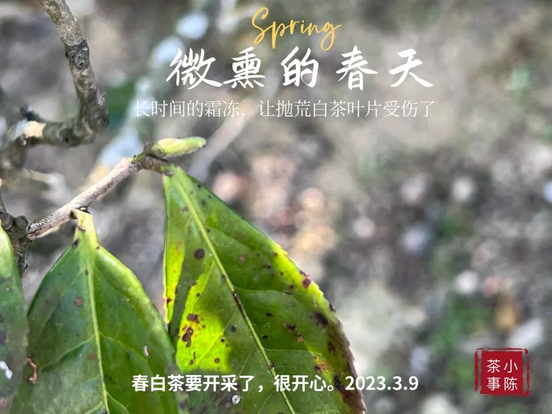 绿茶、红茶、白茶、花茶、黑茶，喝什么茶需要洗茶？哪些可以不用洗？-小南北茶评