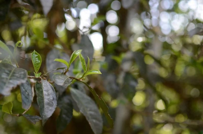 茶叶朝天锅在普洱茶山上,谁才是炒茶的主角?-小南北茶评