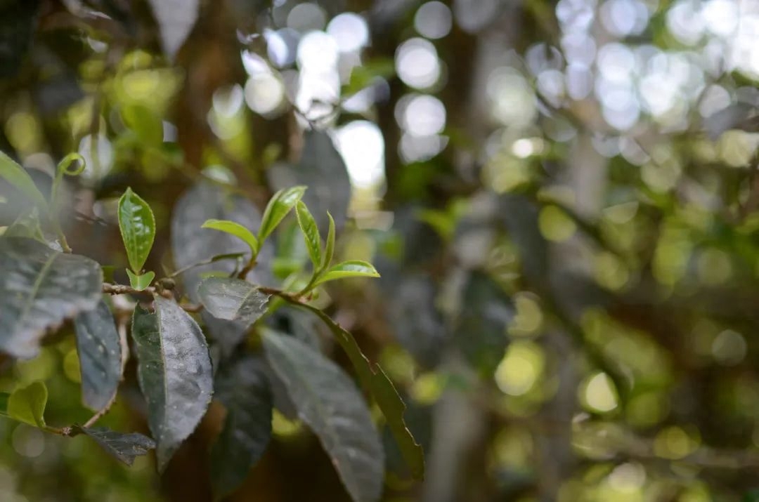 茶叶朝天锅在普洱茶山上，谁才是炒茶的主角？-小南北茶评