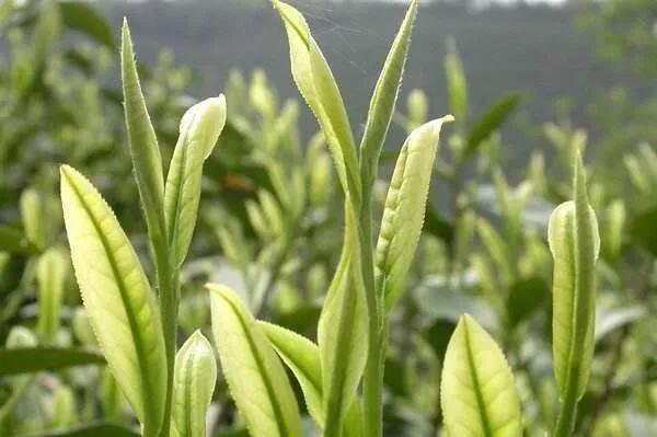 白茶属于红茶还是绿茶（白茶就是绿茶吗？）-小南北茶评