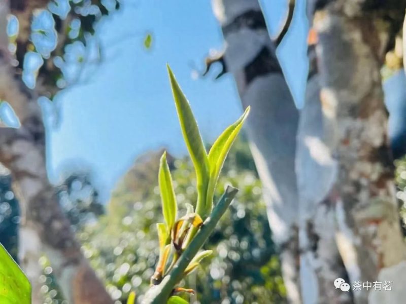 古树普洱茶适合用什么泡,泡出的古树茶不好喝?-小南北茶评