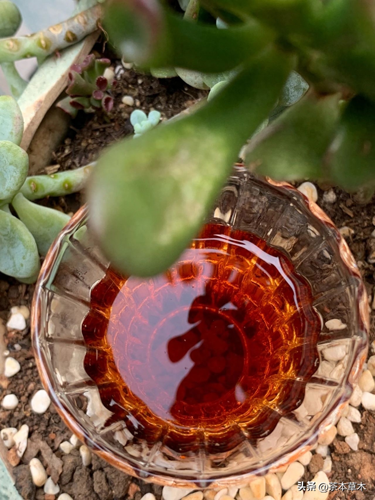 什么季节喝普洱茶好 ?-小南北茶评