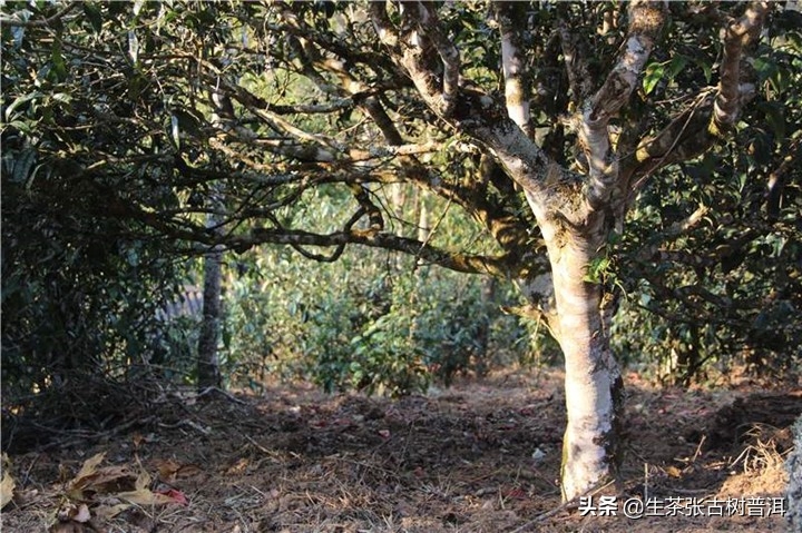 如何判断古树茶？耐泡的普洱茶一定就是古树茶吗？-小南北茶评