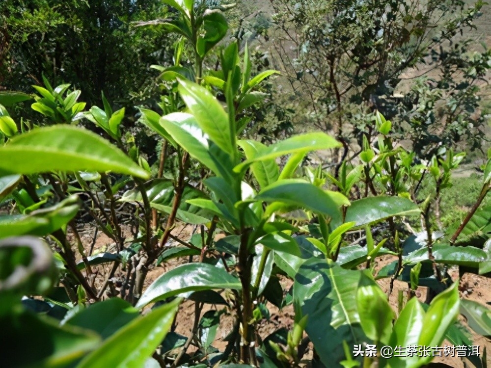 如何购买普洱茶叶?鉴别普洱茶的5大要素,你要知道-小南北茶评