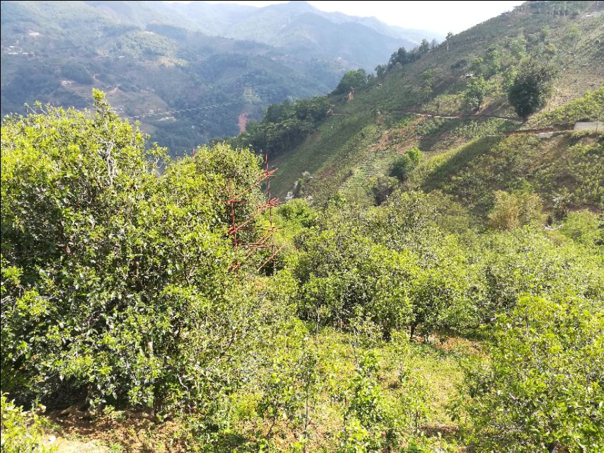 普洱茶是一种什么茶？你知道吗？-小南北茶评