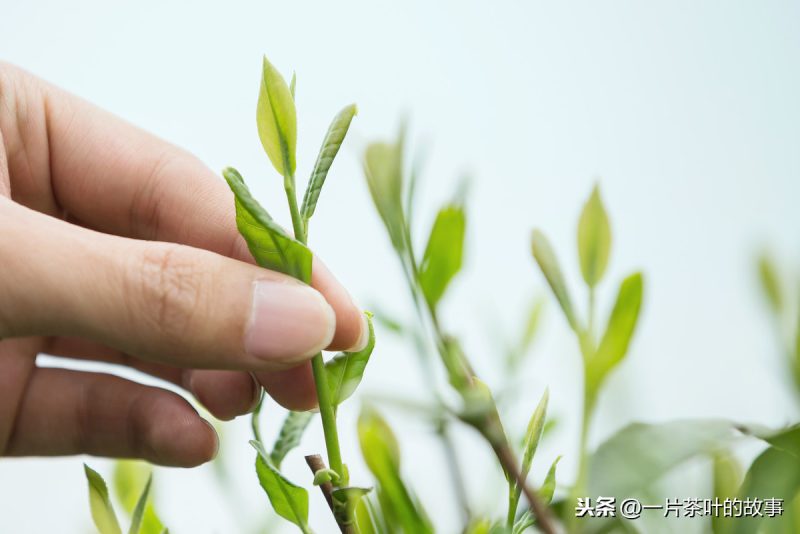 绿茶和红茶怎么区分?教你四大技巧-小南北茶评