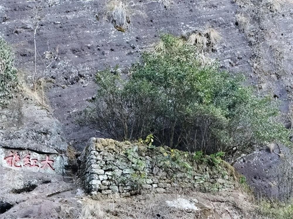 大红袍属于什么茶种茶类（大红袍属于乌龙茶还是红茶？）-小南北茶评
