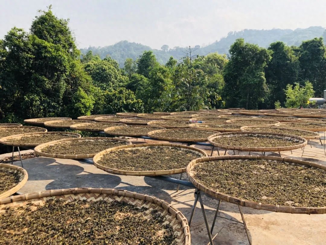 普洱茶,究竟属哪类茶-小南北茶评