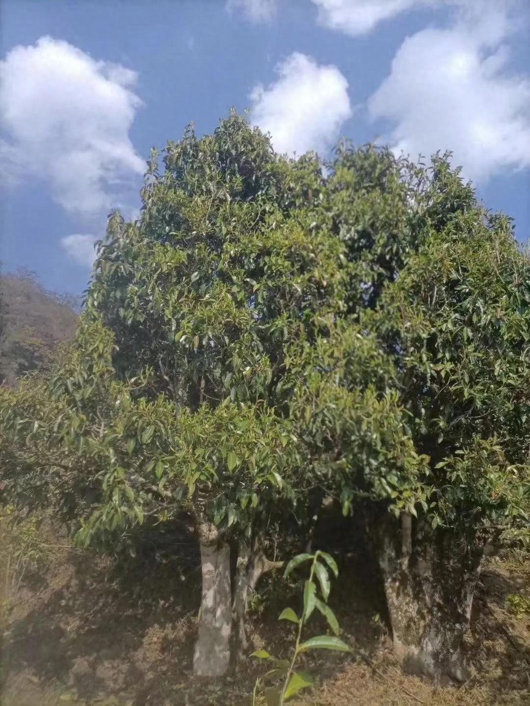 古莱里古树普洱茶有什么特点?-小南北茶评