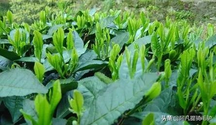 一篇短文带你了解茶怎么分类 ，别再把什么红茶、乌龙茶的混为一谈了-小南北茶评