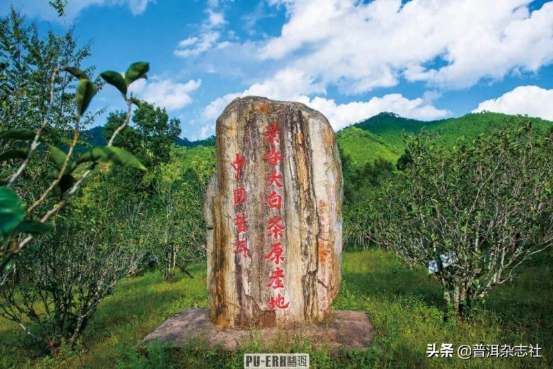 白龙须普洱茶是哪个产区的茶，了解一下吧-小南北茶评