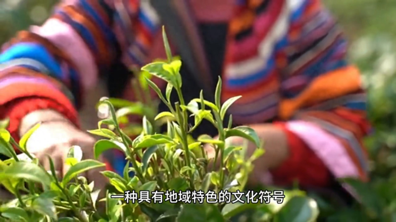 茶： 普洱茶的历史、制作工艺、口感和搭配，你知道多少？-小南北茶评