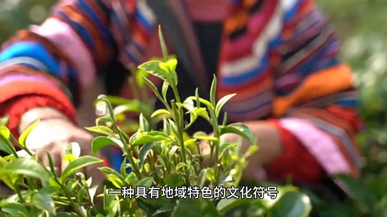 茶： 普洱茶的历史、制作工艺、口感和搭配，你知道多少？-小南北茶评