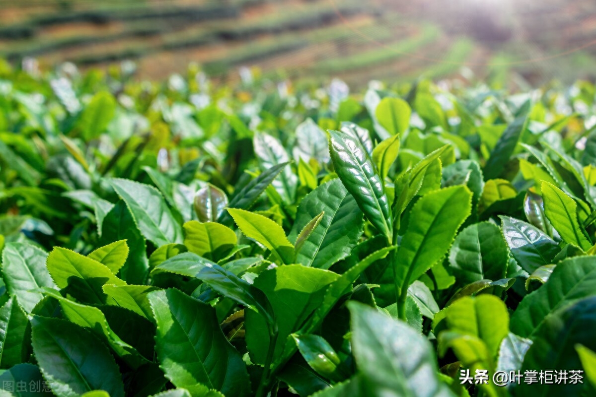 陈年铁观音的口感特点? 我们都知道陈年普洱和陈年白茶,陈年铁观音你喝过吗?-小南北茶评