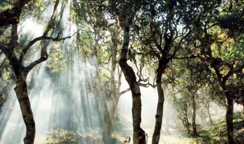 普洱茶知识百科 ，什么是普洱茶？-小南北茶评