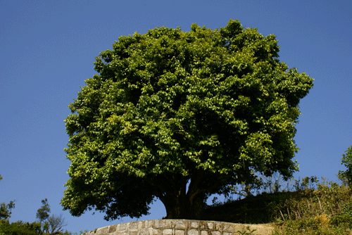 滇红分为：滇红金针、滇红松针、滇红金螺、滇红金芽、古树滇红茶-小南北茶评