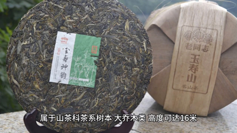 普洱茶的产地? 中国茶叶中的珍品之一——普洱茶-小南北茶评