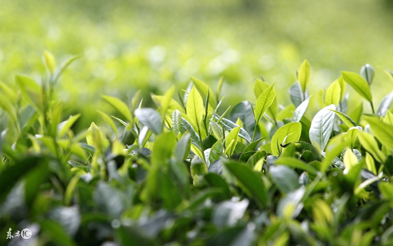 喝完的普洱茶叶有什么样的好处?震惊!还有这功效-小南北茶评